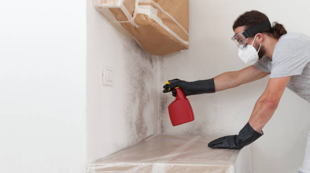 Basement Mold Remediation treatment on basement walls in Chatham